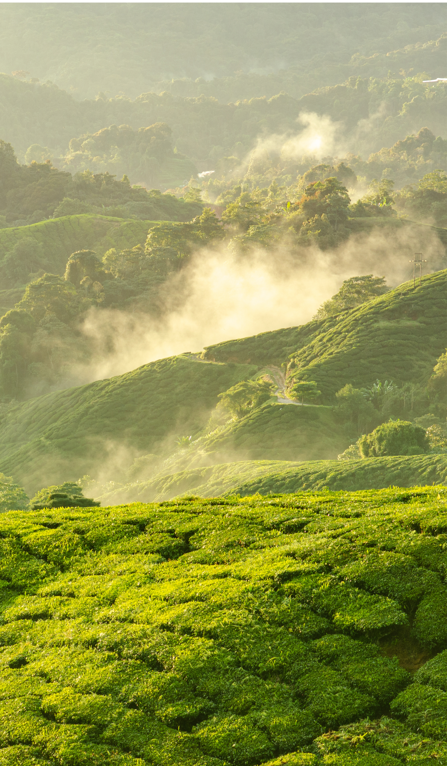 Gorgeous Gyokuro